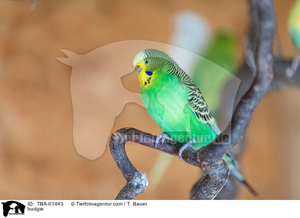 Wellensittich / budgie / TBA-01443