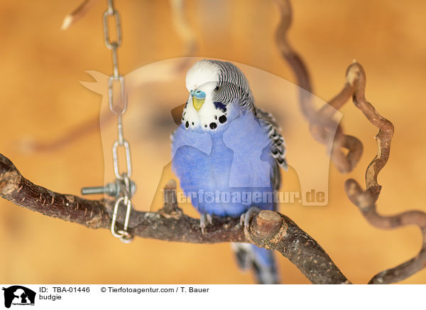 Wellensittich / budgie / TBA-01446
