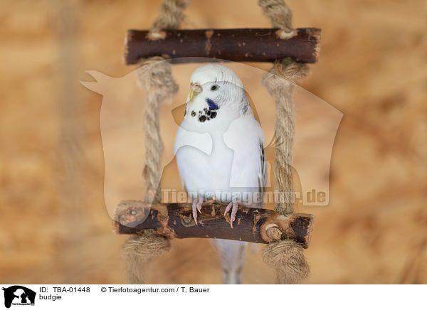 Wellensittich / budgie / TBA-01448