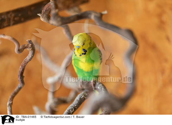 Wellensittich / budgie / TBA-01465