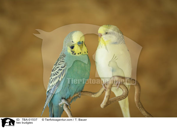 zwei Wellensittiche / two budgies / TBA-01537