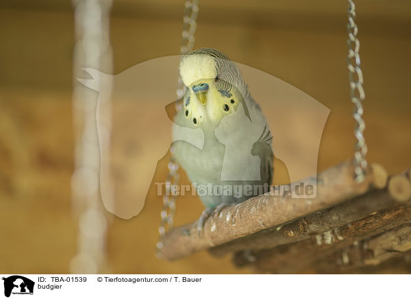 Wellensittich / budgier / TBA-01539