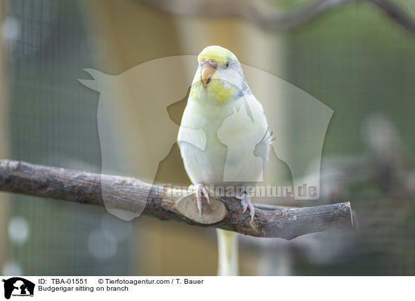 Budgerigar sitting on branch / TBA-01551