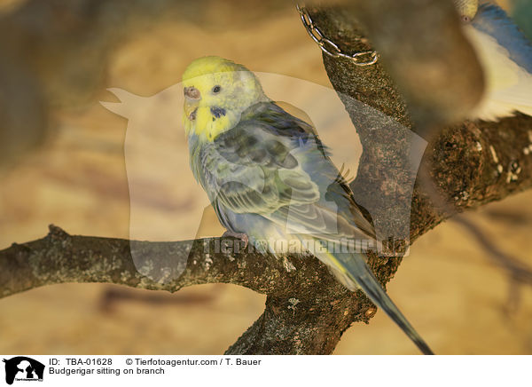 Budgerigar sitting on branch / TBA-01628