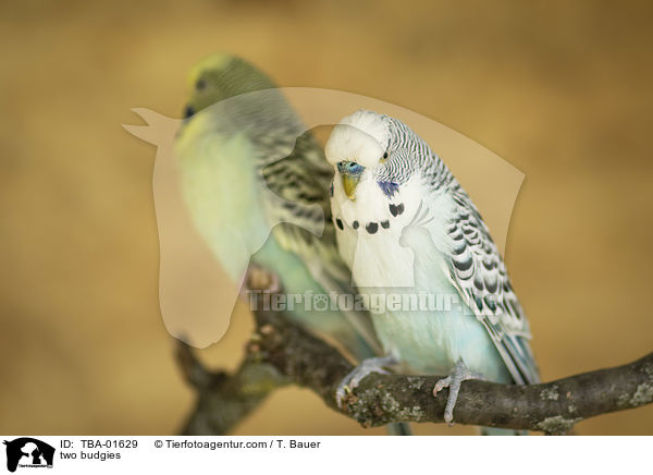 two budgies / TBA-01629