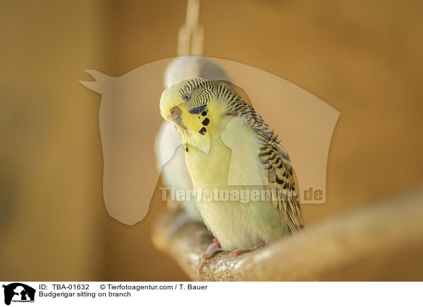 Budgerigar sitting on branch / TBA-01632