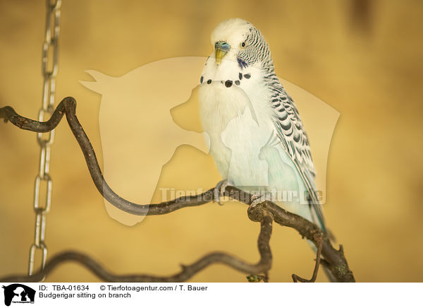 Budgerigar sitting on branch / TBA-01634