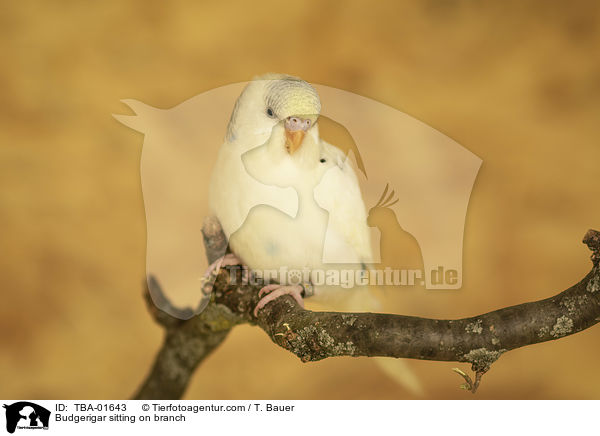Budgerigar sitting on branch / TBA-01643