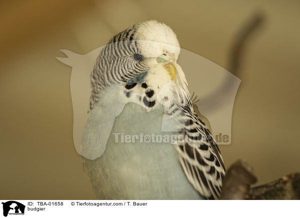 Wellensittich / budgier / TBA-01658