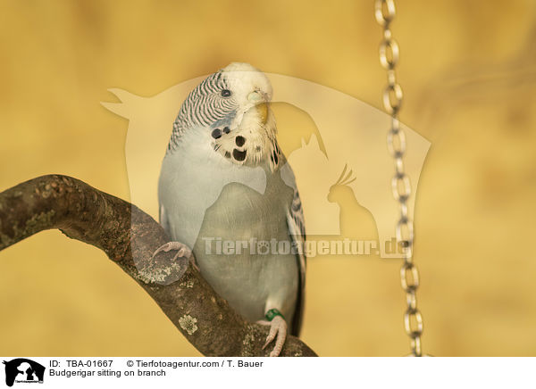 Wellensittich sitzt auf Ast / Budgerigar sitting on branch / TBA-01667