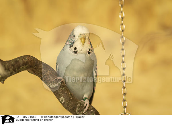 Wellensittich sitzt auf Ast / Budgerigar sitting on branch / TBA-01668