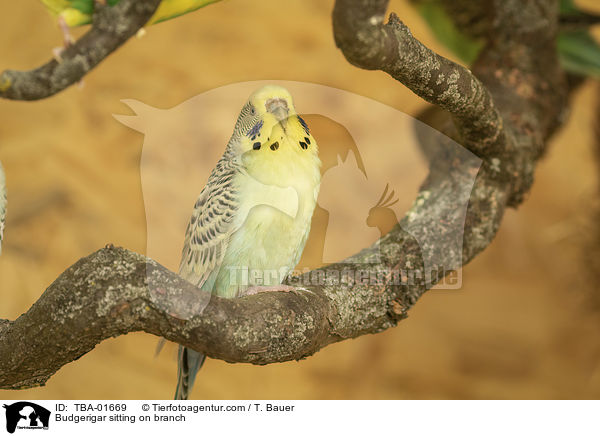 Wellensittich sitzt auf Ast / Budgerigar sitting on branch / TBA-01669