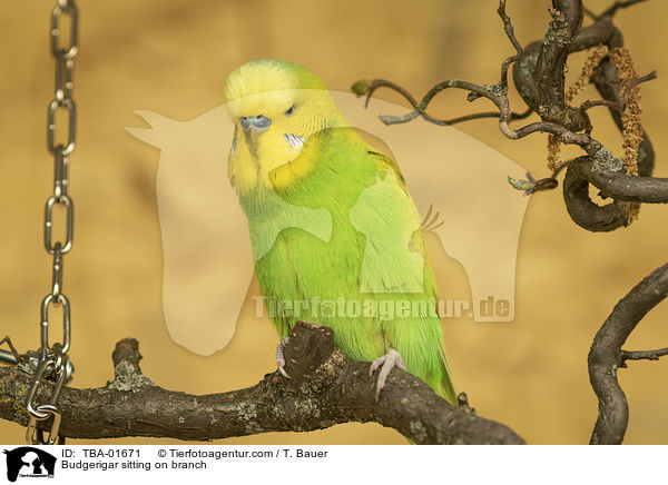 Budgerigar sitting on branch / TBA-01671