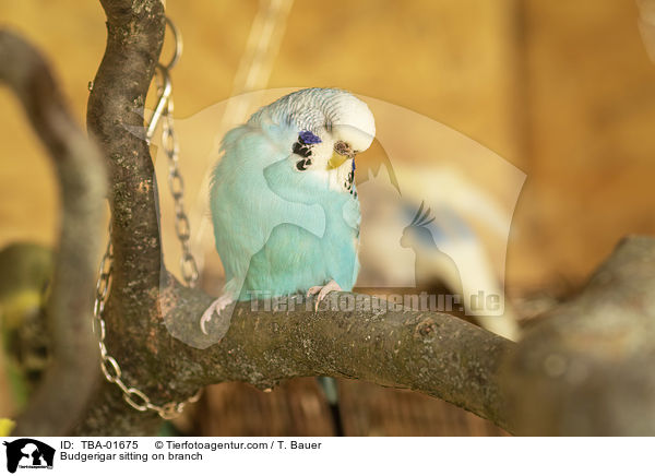 Wellensittich sitzt auf Ast / Budgerigar sitting on branch / TBA-01675