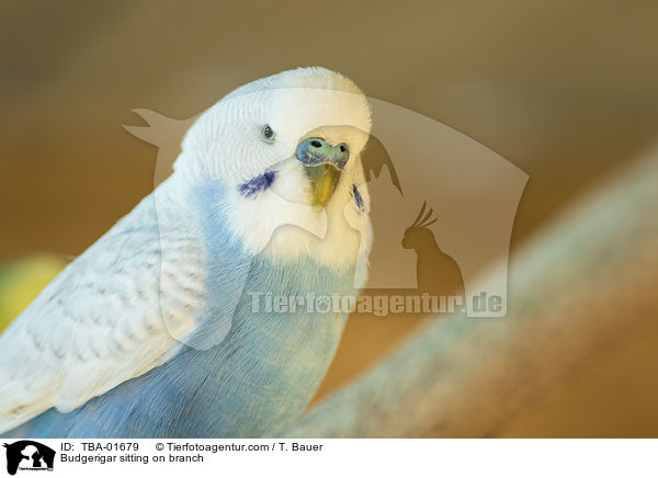 Wellensittich sitzt auf Ast / Budgerigar sitting on branch / TBA-01679