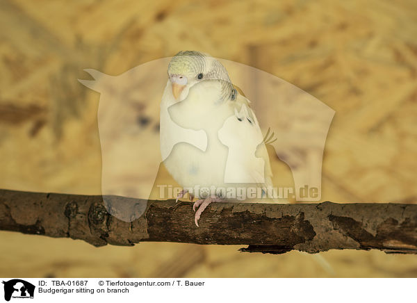 Wellensittich sitzt auf Ast / Budgerigar sitting on branch / TBA-01687
