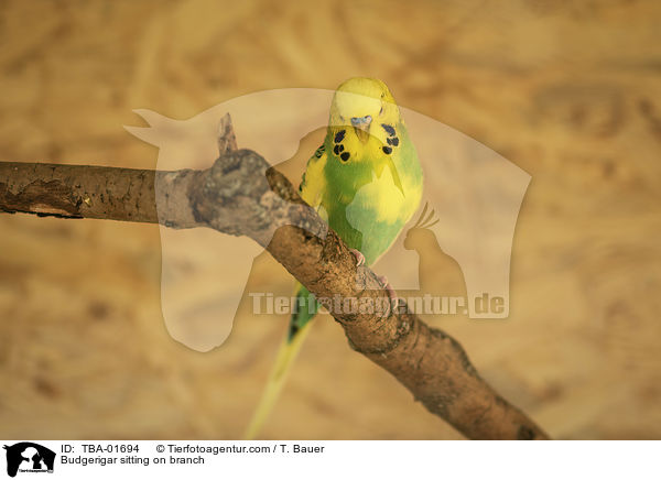 Wellensittich sitzt auf Ast / Budgerigar sitting on branch / TBA-01694