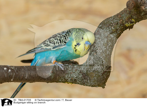 Wellensittich sitzt auf Ast / Budgerigar sitting on branch / TBA-01705