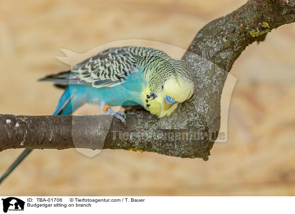 Wellensittich sitzt auf Ast / Budgerigar sitting on branch / TBA-01706