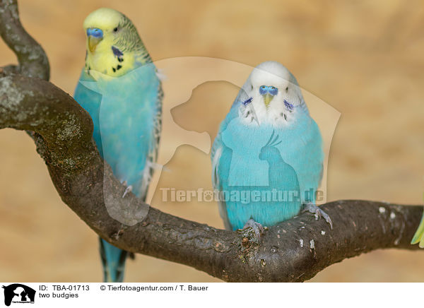 zwei Wellensittiche / two budgies / TBA-01713