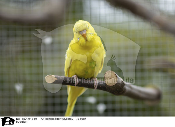 Wellensittich / budgier / TBA-01719