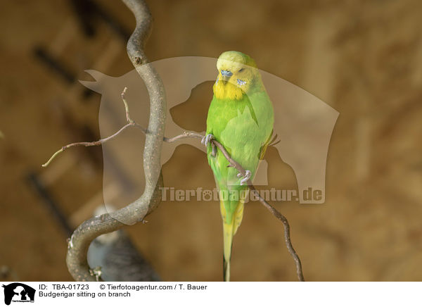 Wellensittich sitzt auf Ast / Budgerigar sitting on branch / TBA-01723