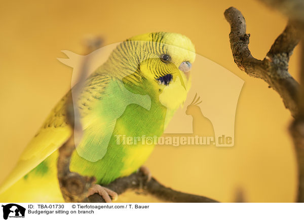 Budgerigar sitting on branch / TBA-01730