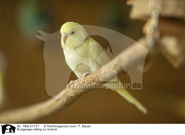 Budgerigar sitting on branch / TBA-01737