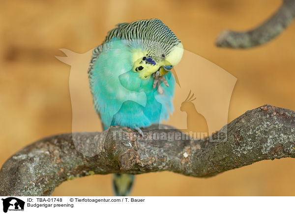 Budgerigar preening / TBA-01748