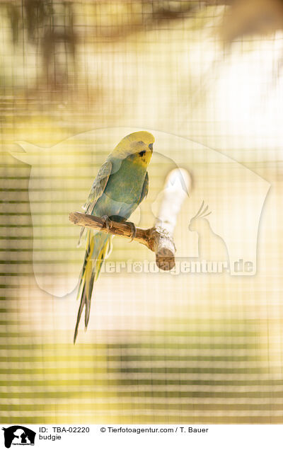 Wellensittich / budgie / TBA-02220