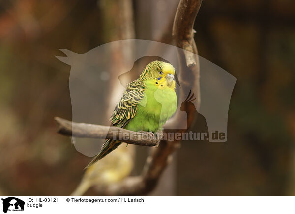 Wellensittich / budgie / HL-03121