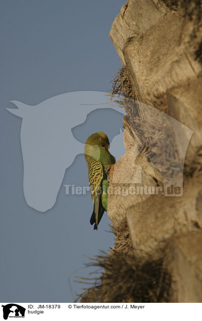Wellensittich / budgie / JM-18379
