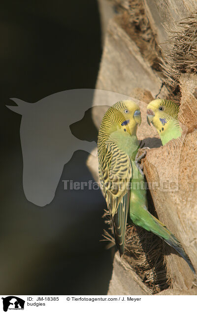 budgies / JM-18385
