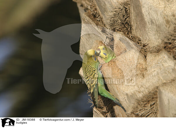 Wellensittiche / budgies / JM-18388