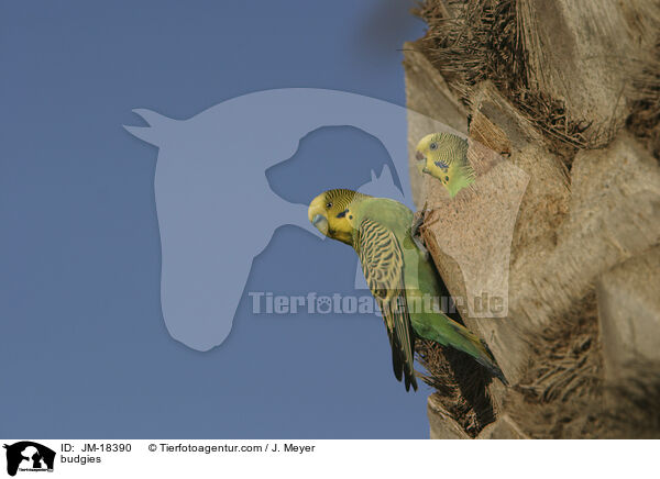 Wellensittiche / budgies / JM-18390