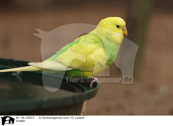 budgie / HL-03571
