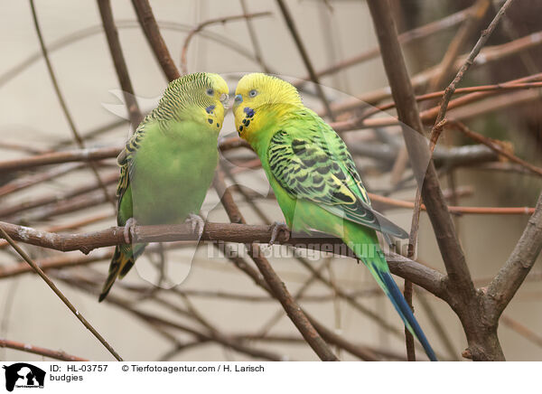 Wellensittiche / budgies / HL-03757