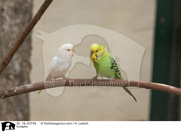 budgies / HL-03758