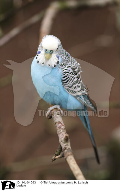 Wellensittich / budgie / HL-04593