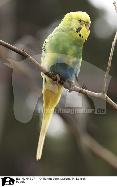 Wellensittich / budgie / HL-04597