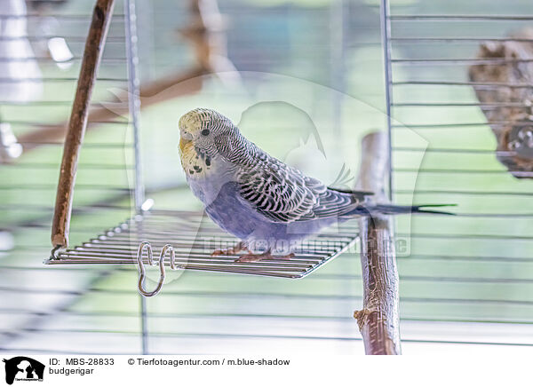 Wellensittich / budgerigar / MBS-28833