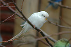 white budgie