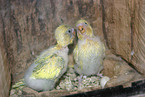 budgerigar