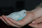 young budgie