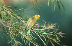 budgie