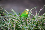 budgie