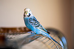 budgie
