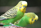 budgies