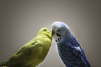sitting Budgies