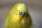Budgie portrait